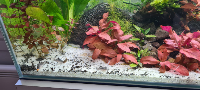 Mon premier aquarium 