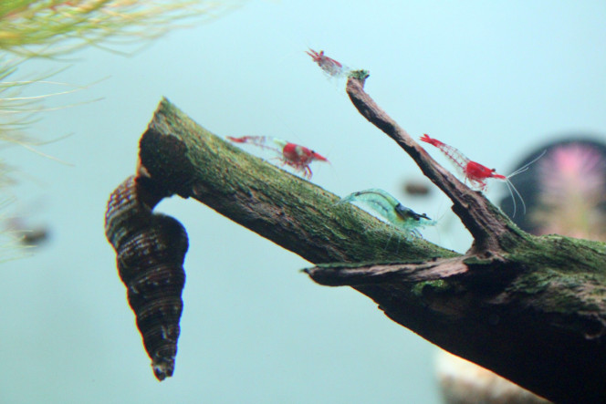 Photographie du post de TortueGeniale91 