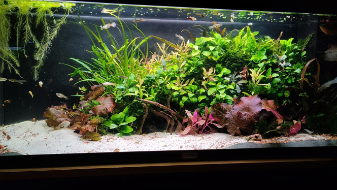 VUE D'ENSEMBLE Ajout d'un groupe de Japonica, de bucephalandras, de Ludwigia et je teste l'alternanthera même si je doute qu'elle tienne sans CO2