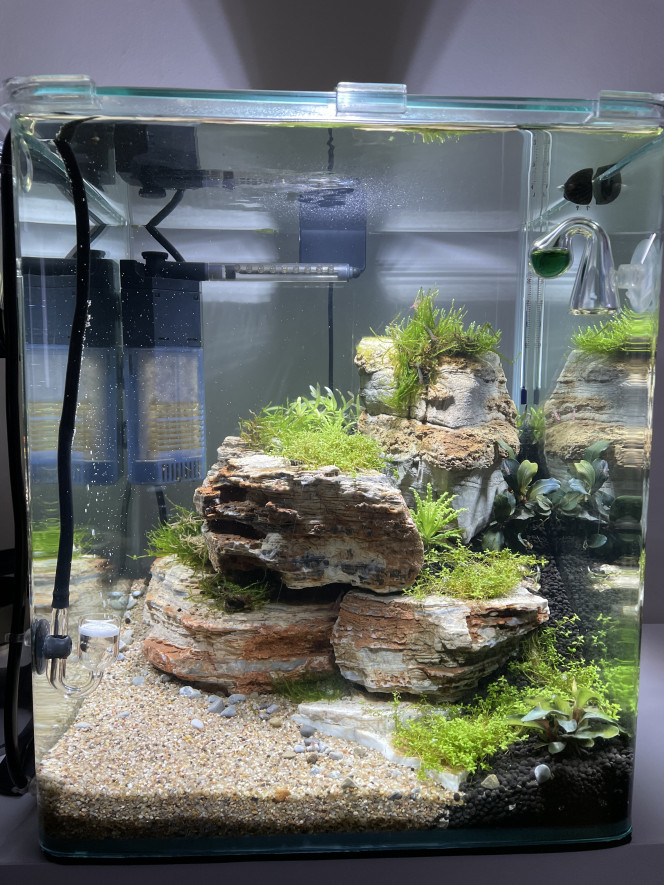 Nano aqua à crevettes Nano aquarium en route et cyclé.