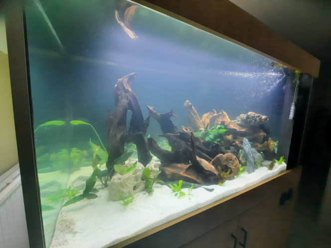 Photographie du post de Pleco 
