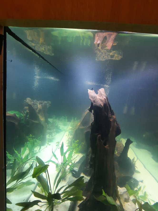 Photographie du post de Pleco 