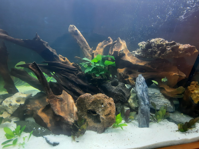 Photographie du post de Pleco 