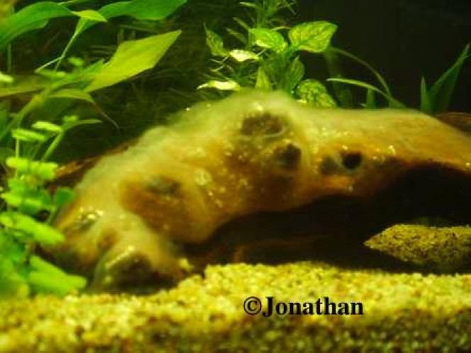 Photographie du post de Aquagarden83 