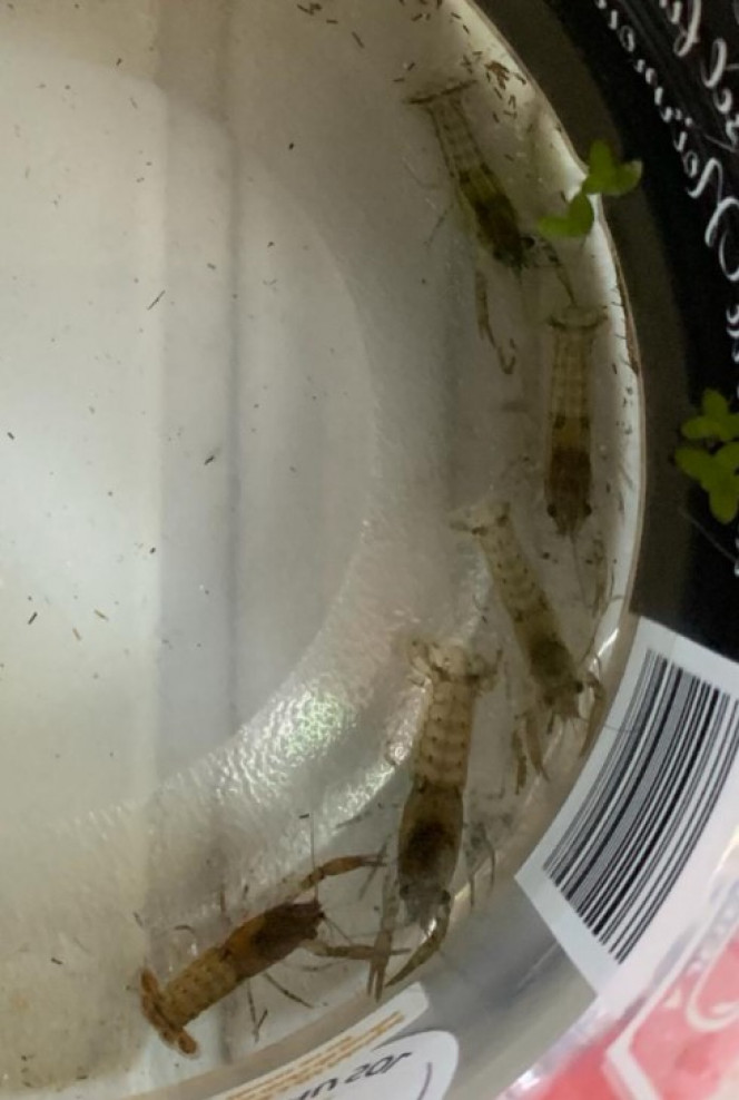 60 L Cambarellus diminutus adaptation 