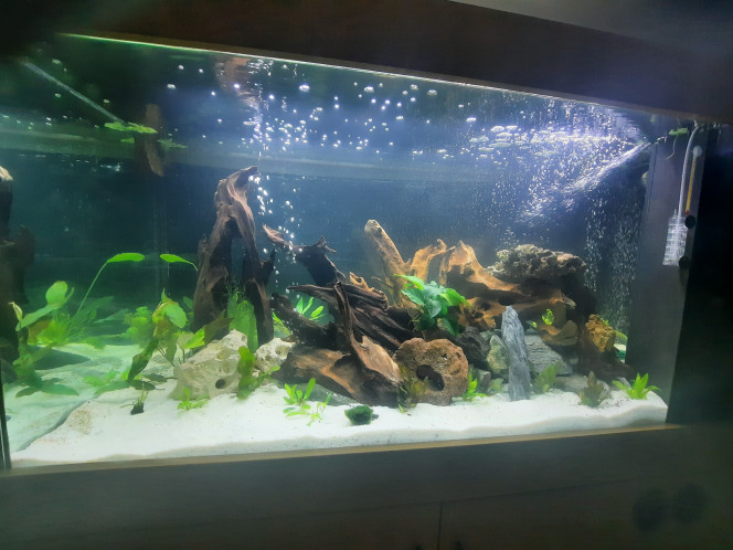 Photographie du post de Pleco 