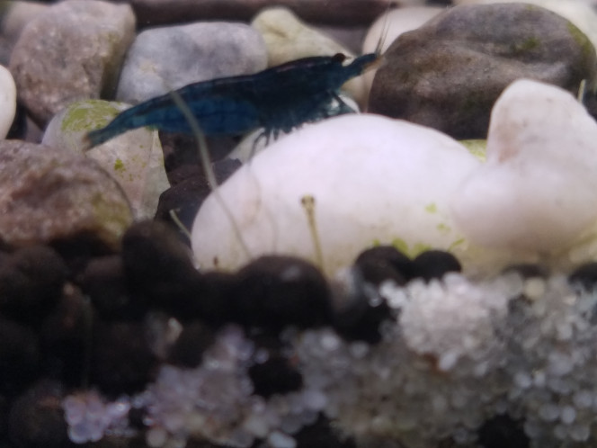 Dr Jones Blue velvet et alevin de rasbora Galaxy.