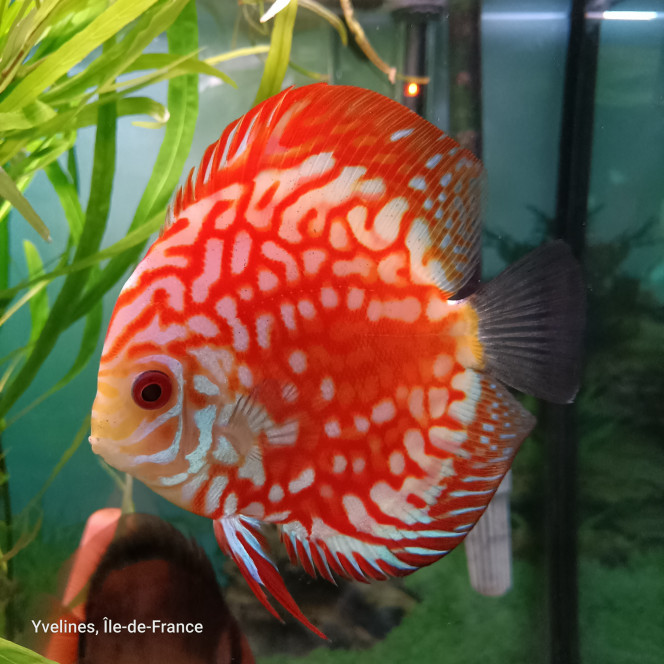 Mon aquarium 