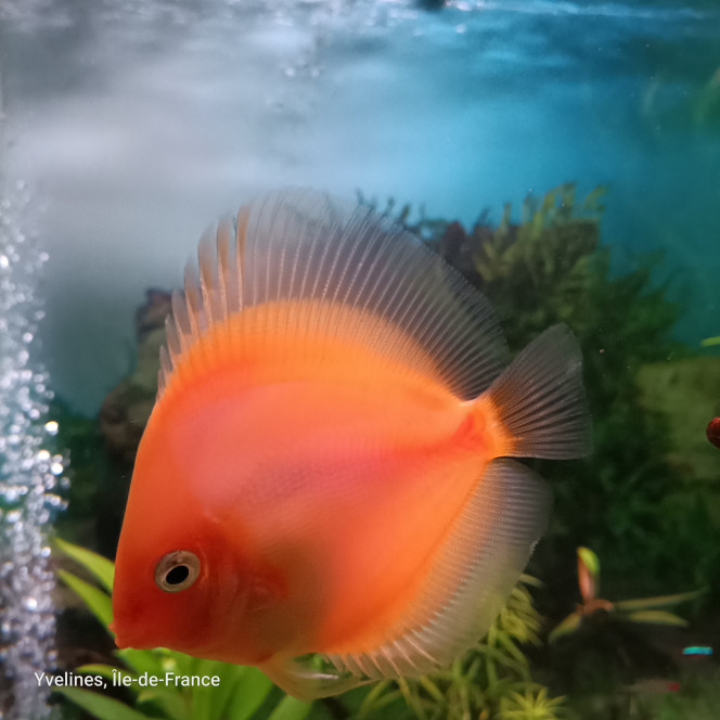Mon aquarium 