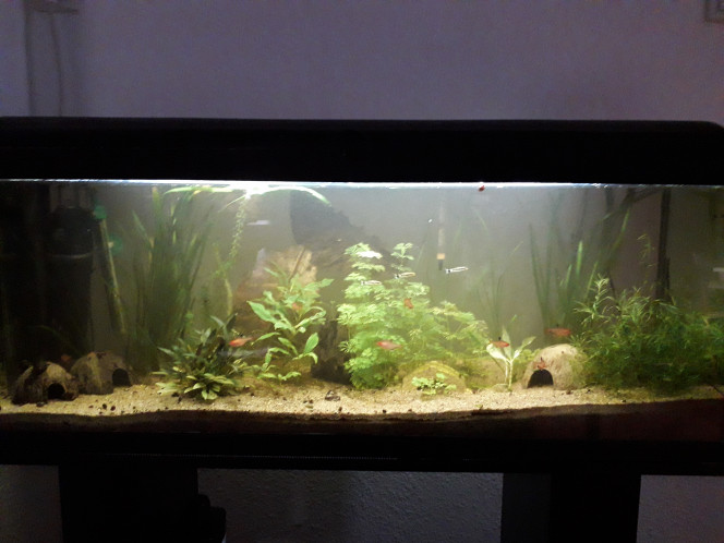  Changement d'éclairage pour le 120l, le vieux néon est arrivé en fin de vie, du coup petit craquage sur une Nicrew, la différence est flagrante ! Je me demande même si ce n'est pas un peu trop ? :)
