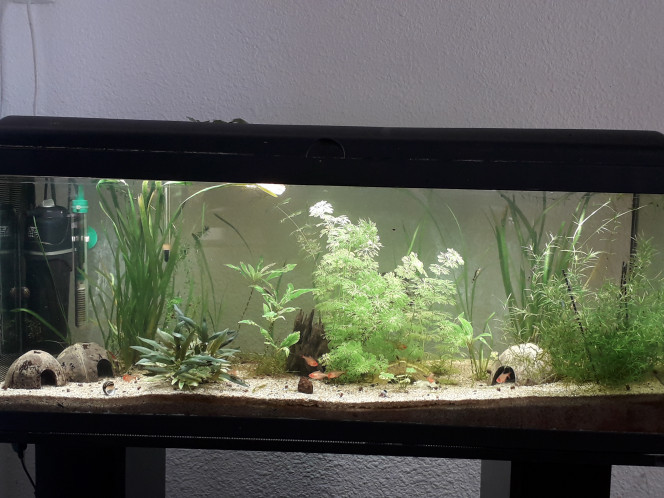  Changement d'éclairage pour le 120l, le vieux néon est arrivé en fin de vie, du coup petit craquage sur une Nicrew, la différence est flagrante ! Je me demande même si ce n'est pas un peu trop ? :)
