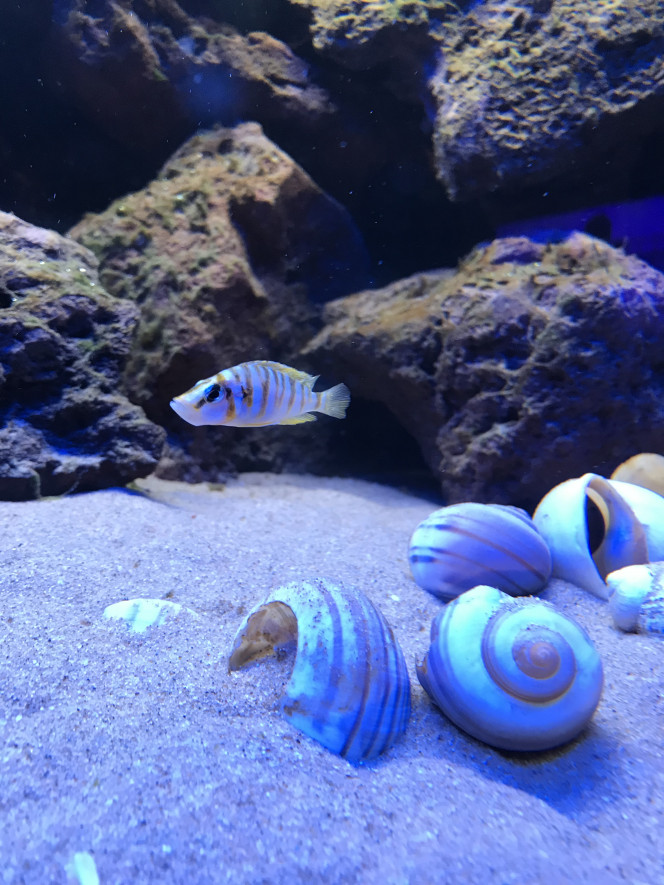 Altolamprologus compressiceps kilima 