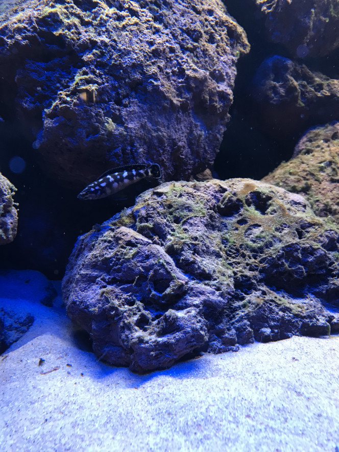 Julidochromis sp kombe 