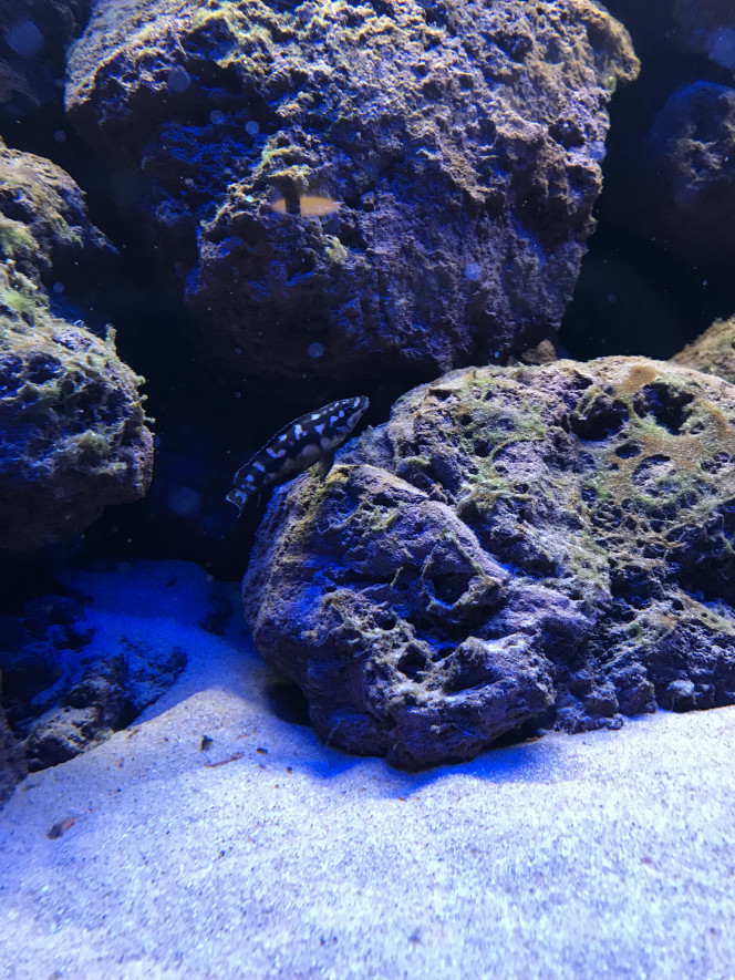 Julidochromis sp kombe 