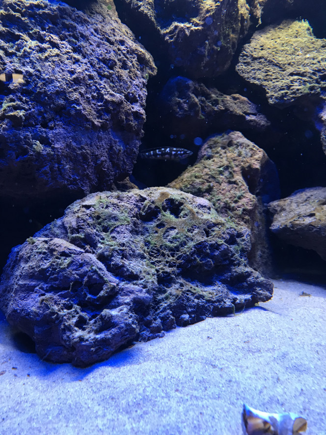 Julidochromis sp kombe 