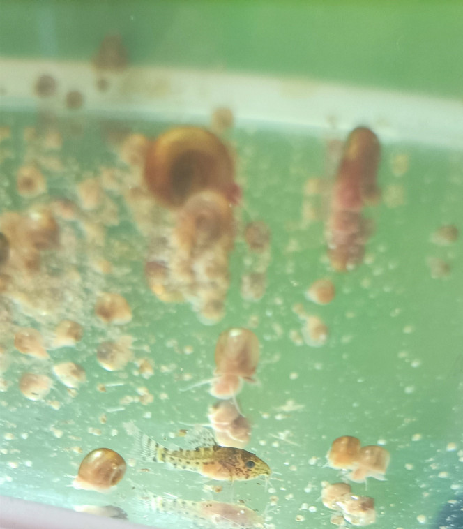 Bébés corydoras et photo de classe J'élève actuellement 11 alevins corydoras Sterbai issus de reproduction de mon bac, ils ont 1 mois.

Hier j'ai encore récolté 80 œufs ?