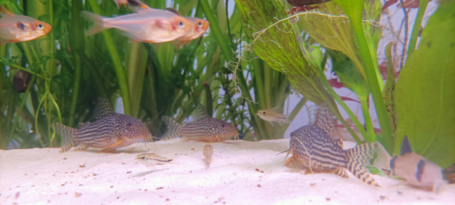 Bébés corydoras et photo de classe J'élève actuellement 11 alevins corydoras Sterbai issus de reproduction de mon bac, ils ont 1 mois.

Hier j'ai encore récolté 80 œufs ?