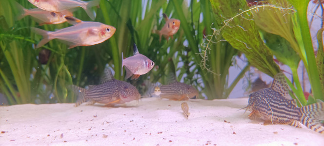 Bébés corydoras et photo de classe J'élève actuellement 11 alevins corydoras Sterbai issus de reproduction de mon bac, ils ont 1 mois.

Hier j'ai encore récolté 80 œufs ?