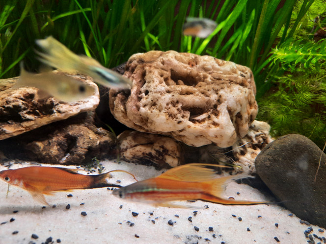Photographie du post de Pleco 