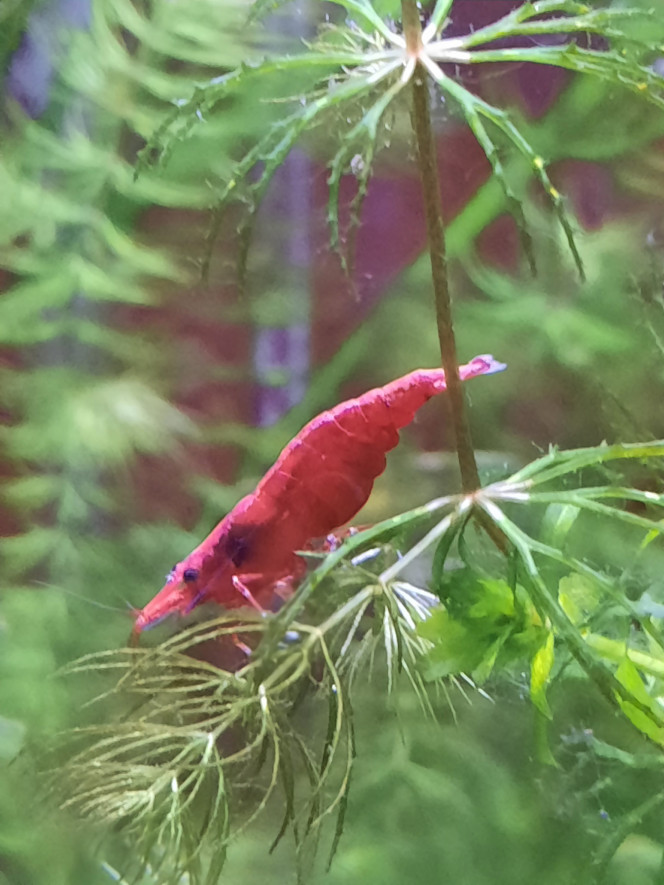 Photographie du post de Pleco 