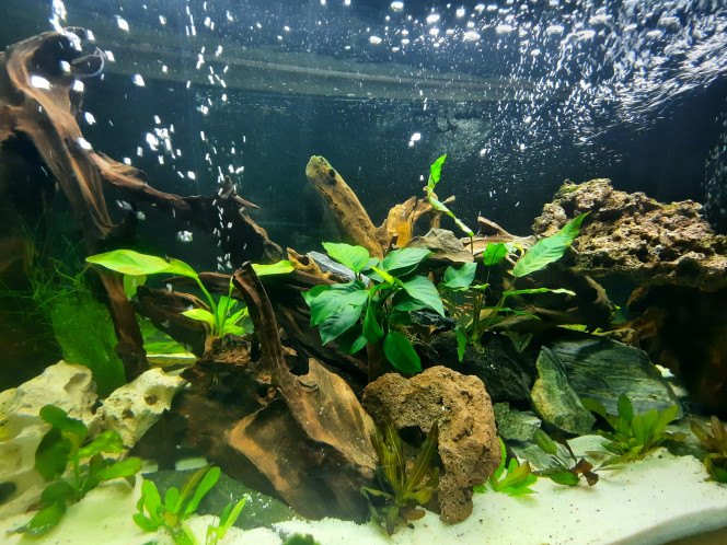 Photographie du post de Pleco 