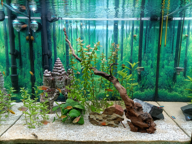 Asiaquarium Après un nouveau gros nettoyage et élagage des plantes pour me débarrasser d algues... 1 an de combat ! On y croit car j' hésite à redémarrer de 0