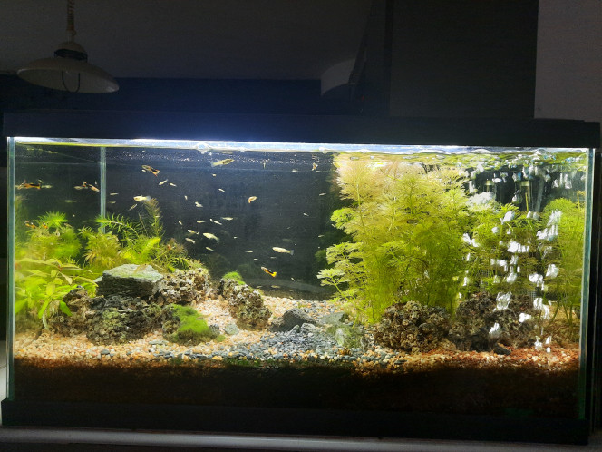 Photographie du post de Pleco 