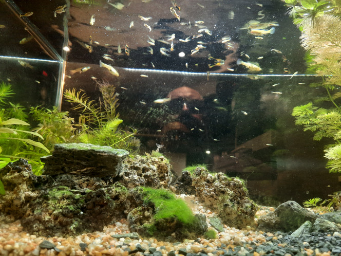 Photographie du post de Pleco 