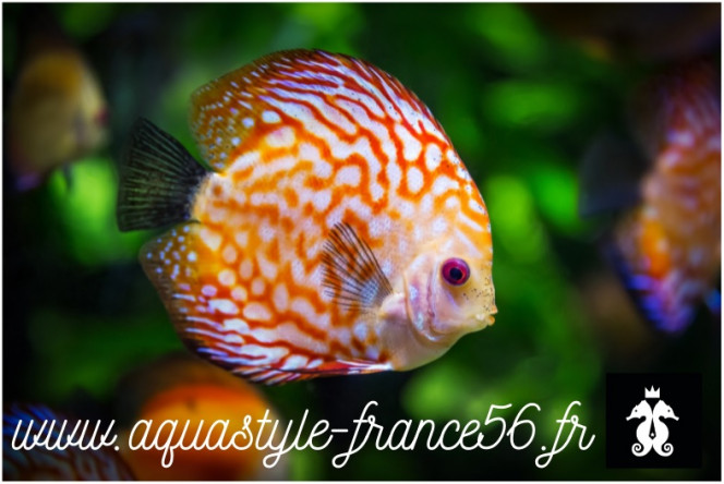Photographie du post de AquaStyleFrance 