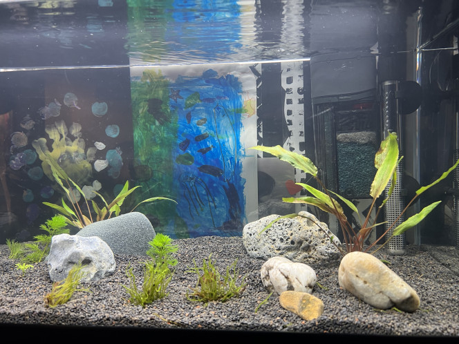 Sam 50L 