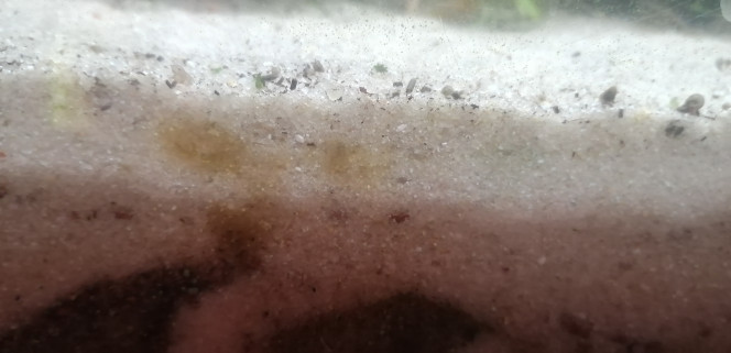 Photographie du post de Aquagarden83 