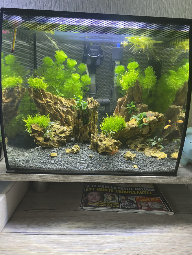 Aquascaping 