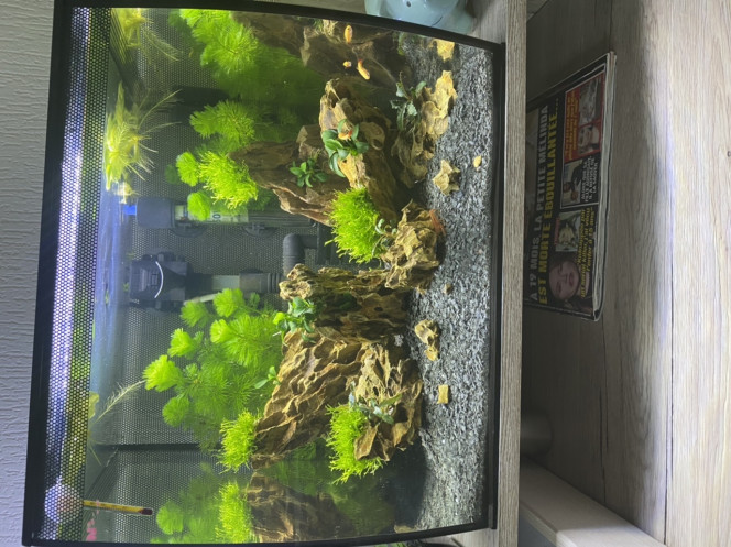 Aquascaping 
