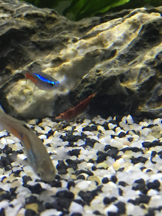 Photographie du post de Poisson123 
