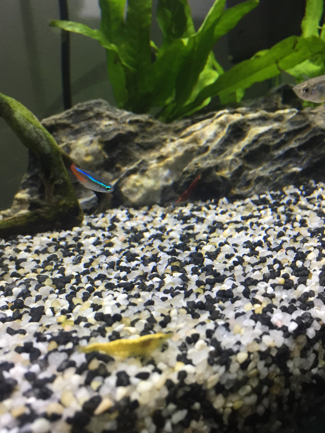 Photographie du post de Poisson123 