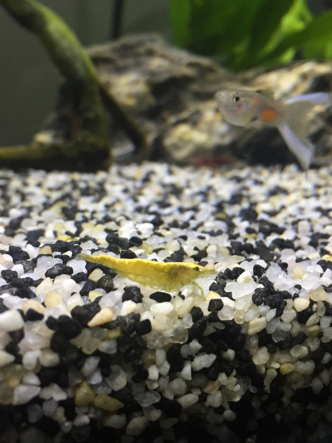 Photographie du post de Poisson123 