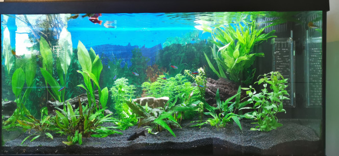 Aquarium Pascal Juste après les plantations