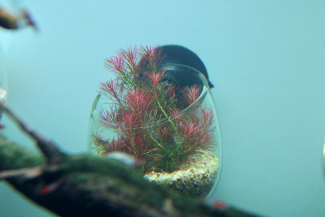 Photographie du post de TortueGeniale91 