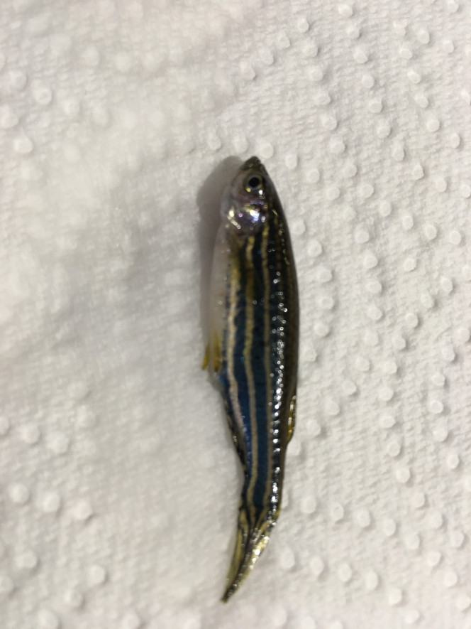 Un Danio est mort… J’ai remarqué ce matin qu’il était à la verticale ou sur le dos… il respirait un peu et faisait parfois quelques à-coups. J’ai abrégé ses souffrances.
Je ne sais pas ce qu’il lui est arrivé, je ne vois pas de différence physique avec les autres, pas de taches ou de points.
Peut-être un ventre un peu gros…