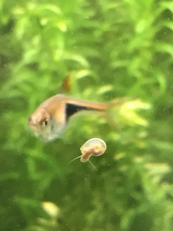  Salut salut, j’ai remarquer 2 petits escargots comme ça dans mon aquarium hier le 18 mars, je n’en ai ni acheter ni trouver avant, je sais pas d’où ils viennent ni l’espèce que c’est. Si quelqu’un pourrait m’aider ça serais gentil c:
