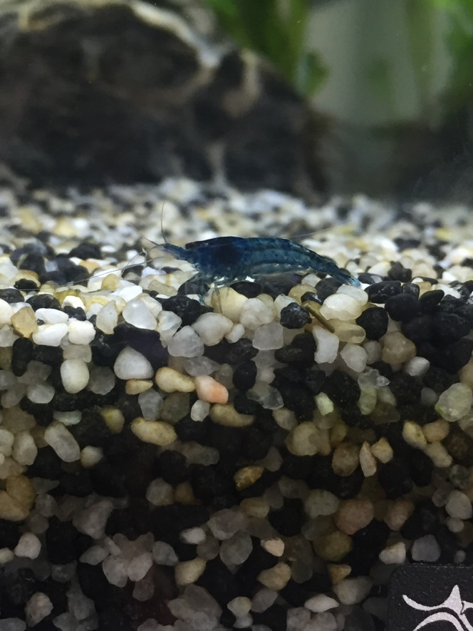 Photographie du post de Poisson123 