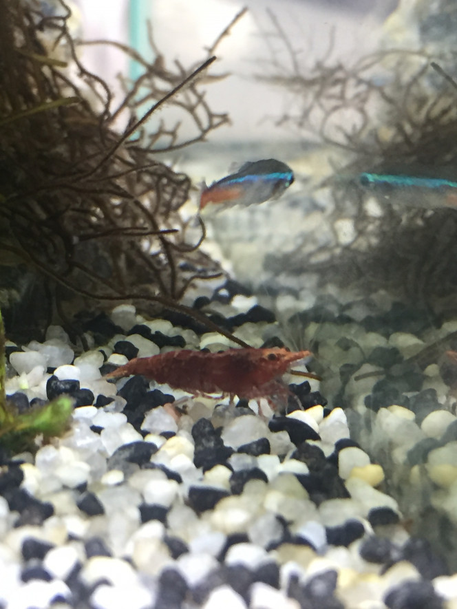 Photographie du post de Poisson123 