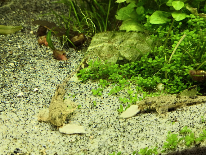 Petit déj pour les rineloricarias Tellement rare qu'ils se retrouvent tous les trois... Ça valait bien un apéro chips !