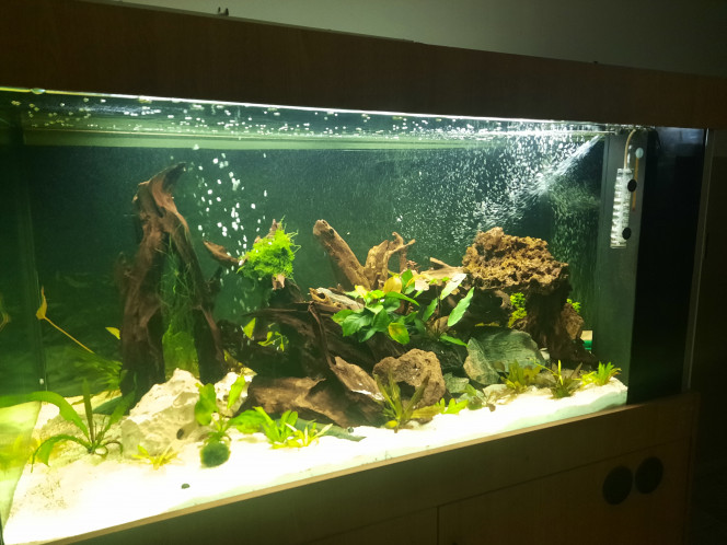 Photographie du post de Pleco 