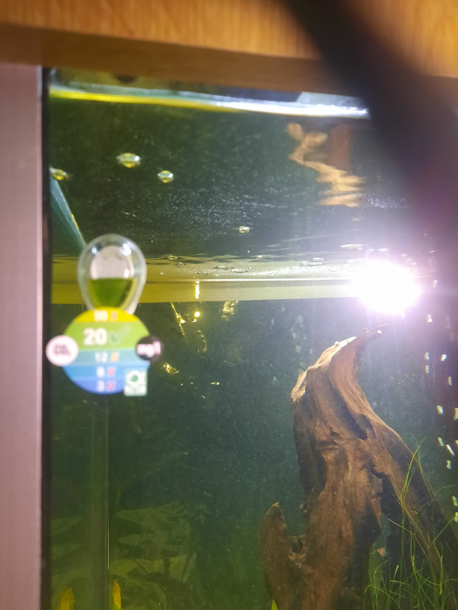 Photographie du post de Pleco 