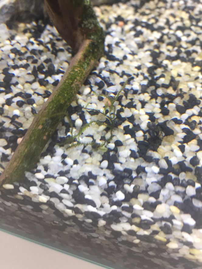 Photographie du post de Poisson123 