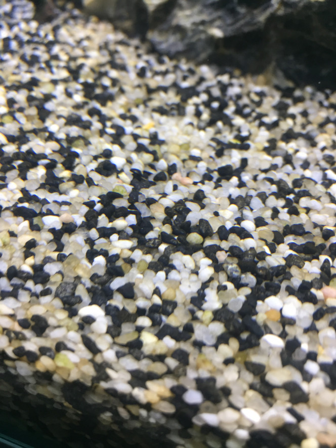 Photographie du post de Poisson123 