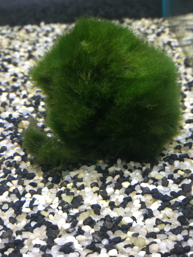 Photographie du post de Poisson123 