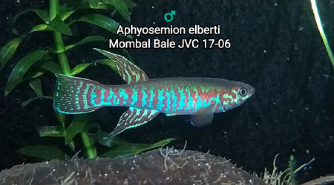 Décès Décès de mon mal Aphyosemion elberti Monbal Bâle JVC 17-06