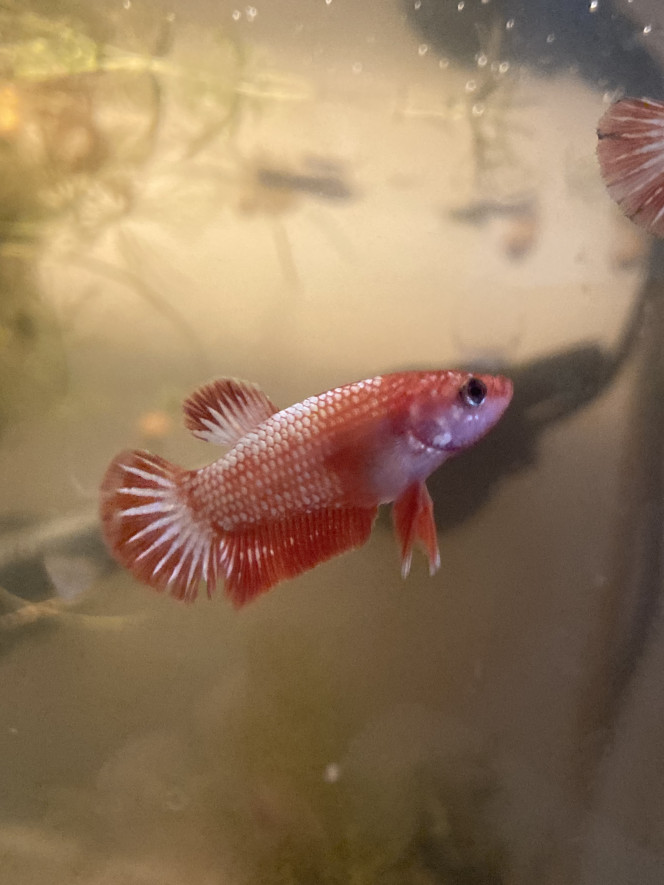 Photographie du post de Nalia 